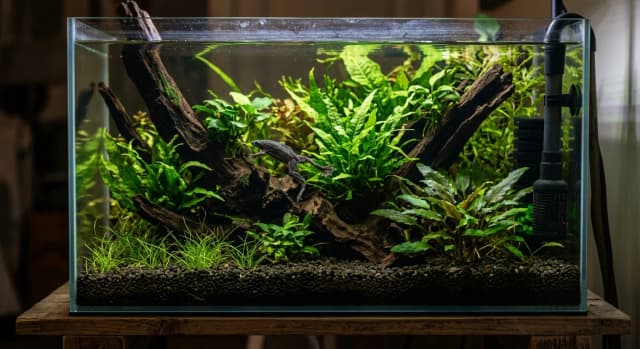 Planted freshwater aquarium housing a African Dwarf Frog