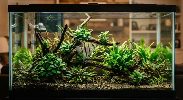 Planted freshwater aquarium housing a Angelfish