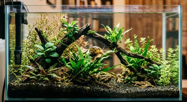 Planted freshwater aquarium housing a Assassin Snail