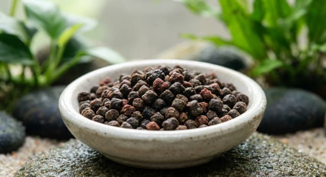 Aquarium food appropriate for feeding Axolotl