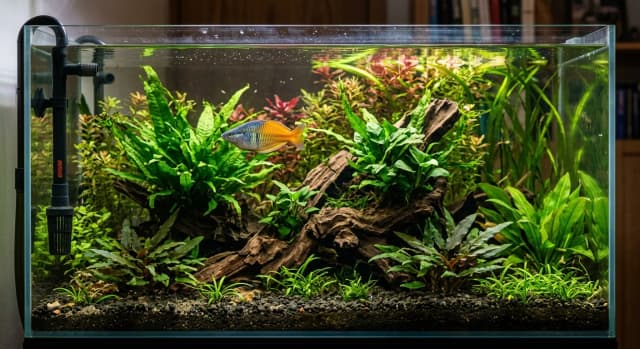 Planted freshwater aquarium housing a Boesemani Rainbowfish