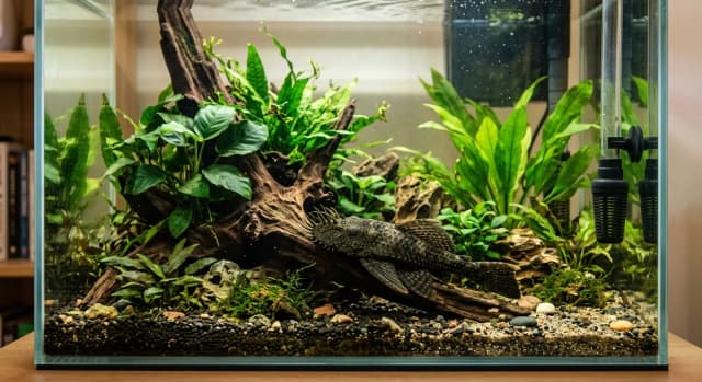 Planted freshwater aquarium housing a Bristlenose Pleco