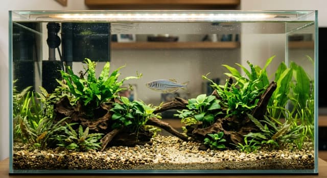 Planted freshwater aquarium housing a Giant Danio