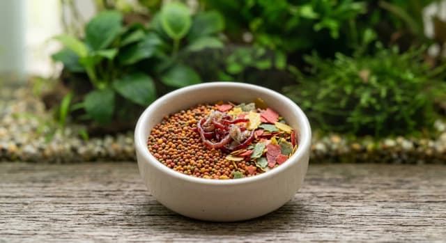 Aquarium food appropriate for feeding Harlequin Rasbora