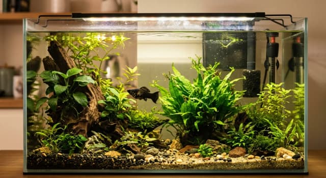 Planted freshwater aquarium housing a Molly