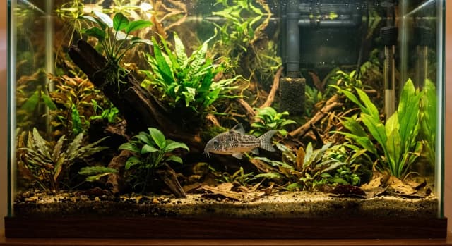 Planted freshwater aquarium housing a Peppered Corydoras