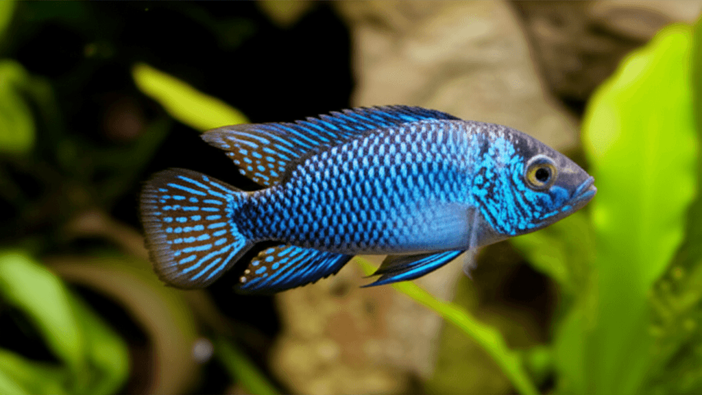 Electric Blue Acara