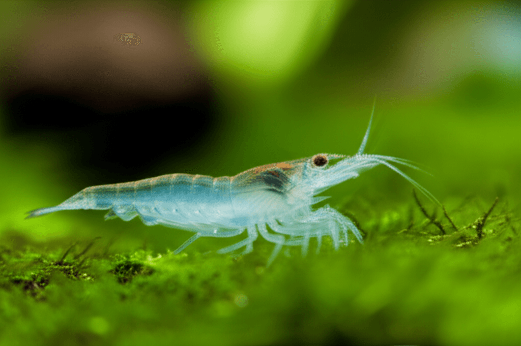 Ghost Shrimp