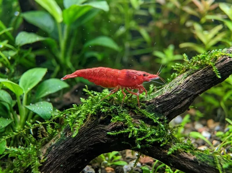 Cherry Shrimp